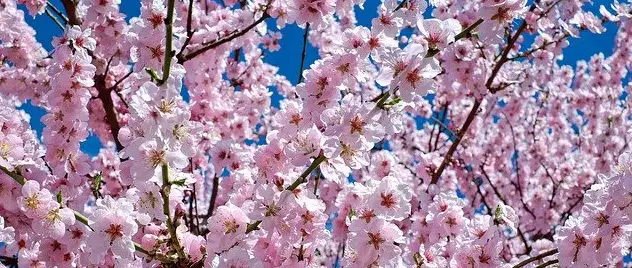 Japan backpacking kirschblüte