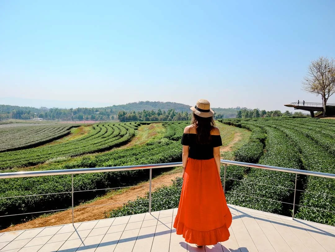 chiang rai singha park Teefelder