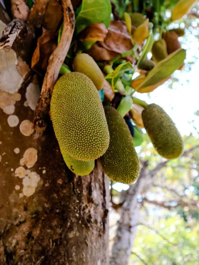 pai land split Jackfruit