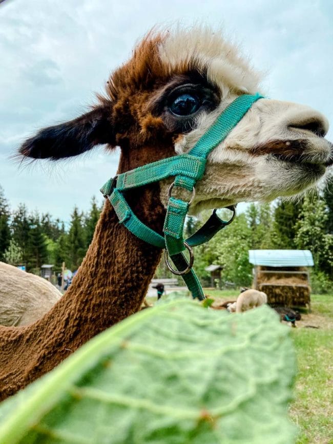 baumwipfelweg st englmar