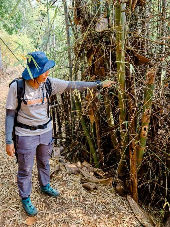 Chiang Mai Dschungel Trekking Tour Bambuswälder