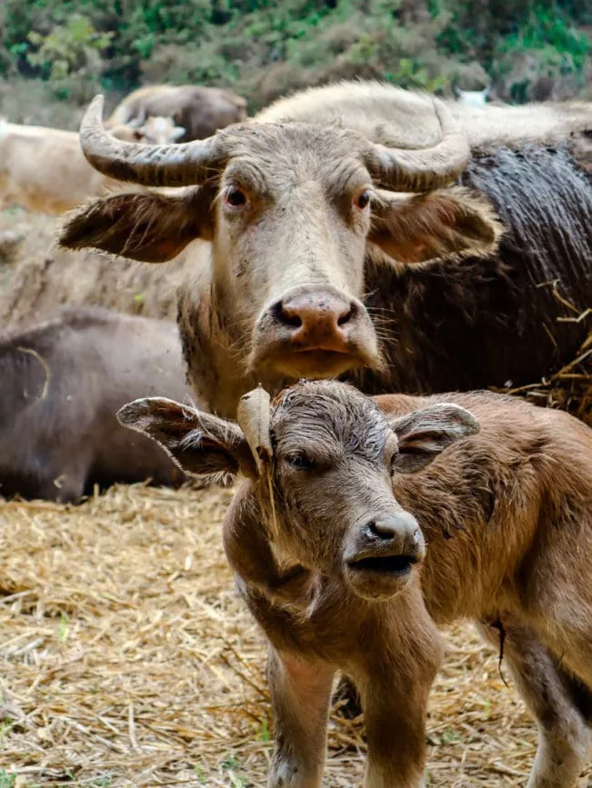 Chiang Mai Dschungel Trekking Tour Kühe