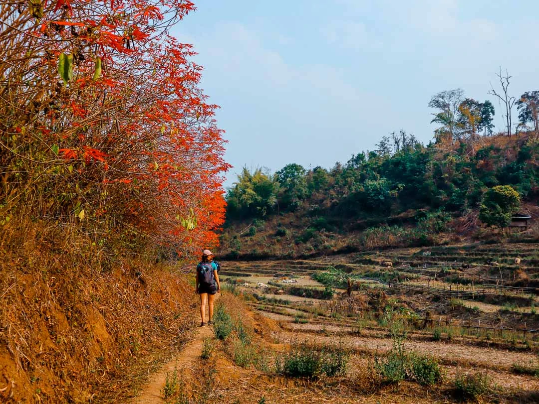 Chiang Mai Dschungel Trekking Tour Wanderung über Reisefelder