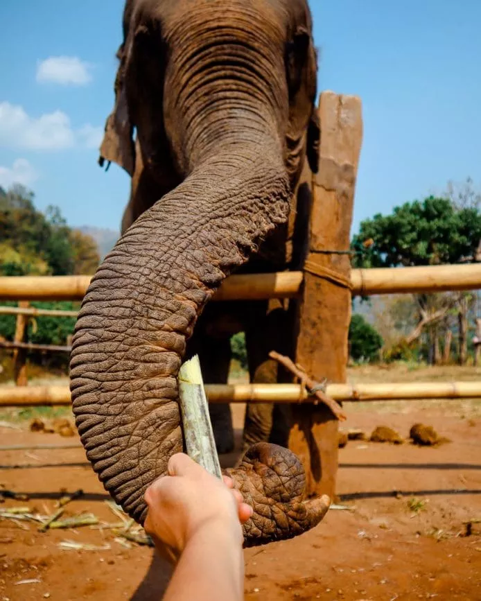 chiang Mai Elefanten im Rescue Camp 3