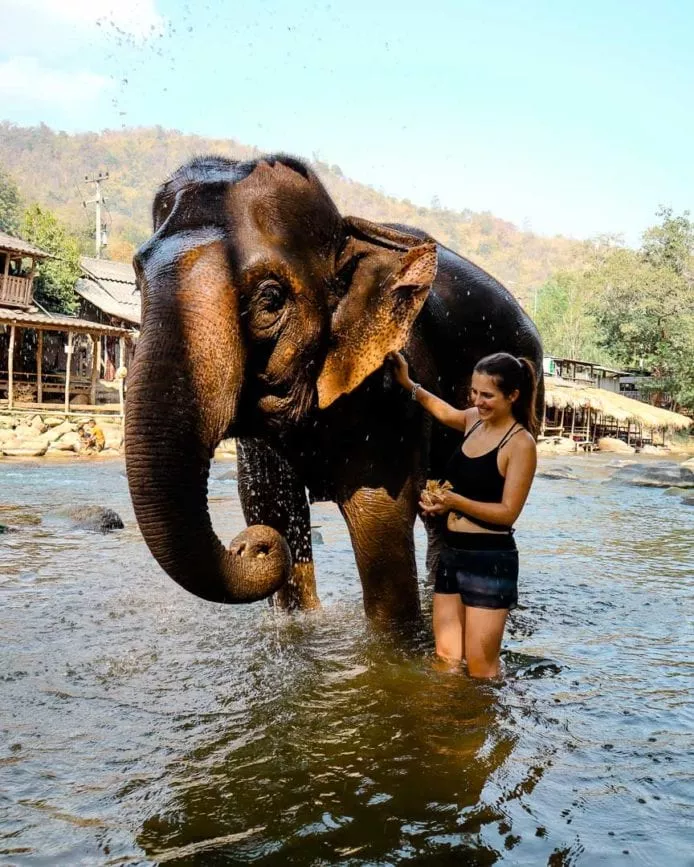 chiang Mai Elefanten im Rescue Camp