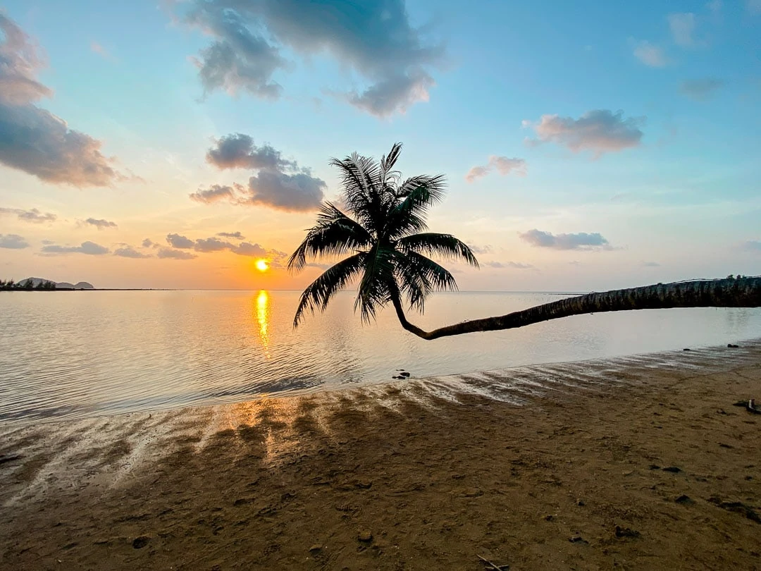 koh phangan hanging palm koh phangan hanging palm