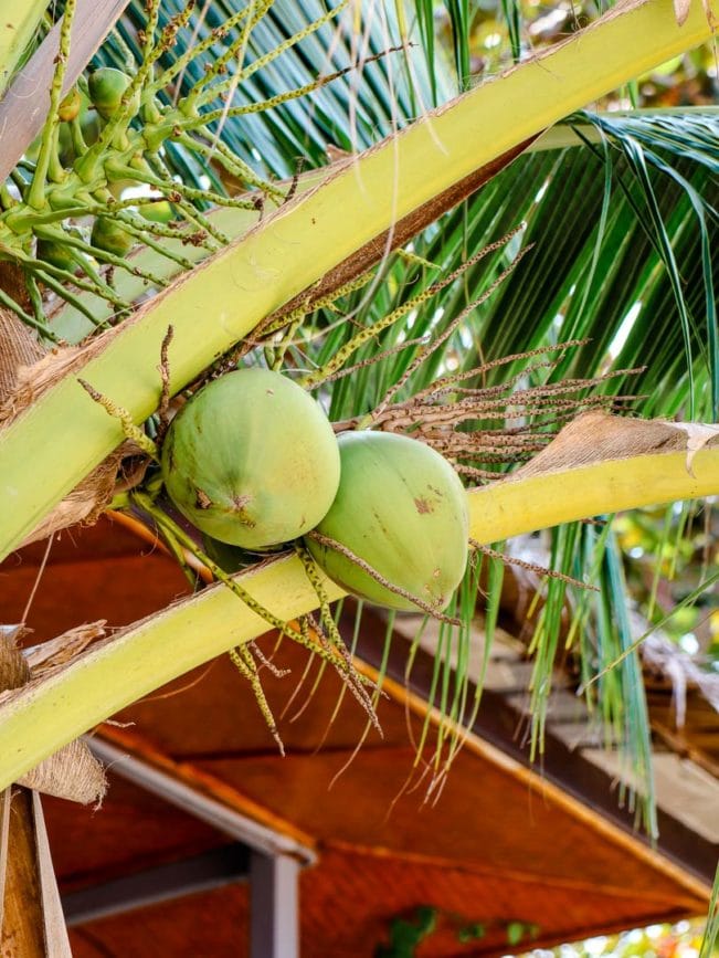 koh phangan kokosnuss