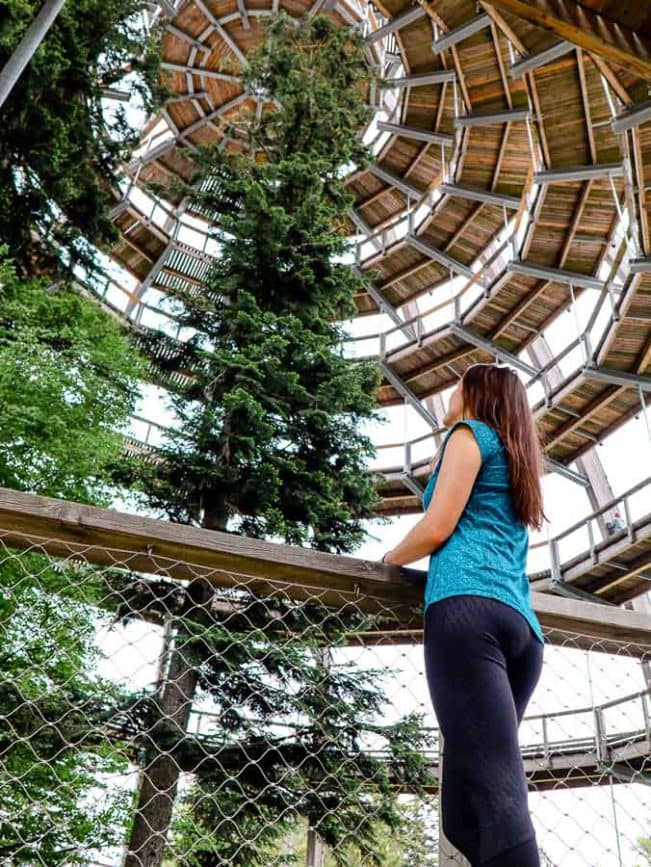 bayerischer wald baumwipfelweg baum ei bayerischer wald baumwipfelweg baum ei