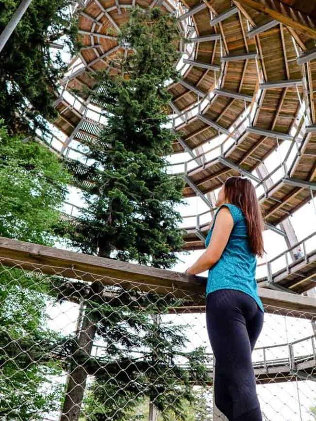 bayerischer wald baumwipfelweg baum ei Bayerischer Wald Baumwipfelweg baum ei