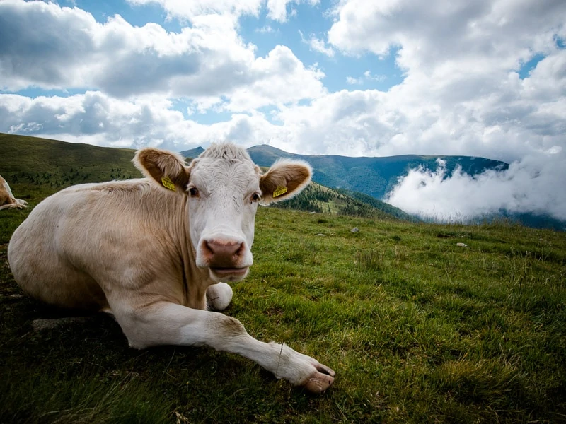 kaernten millstaetter see sommer 104 von 126