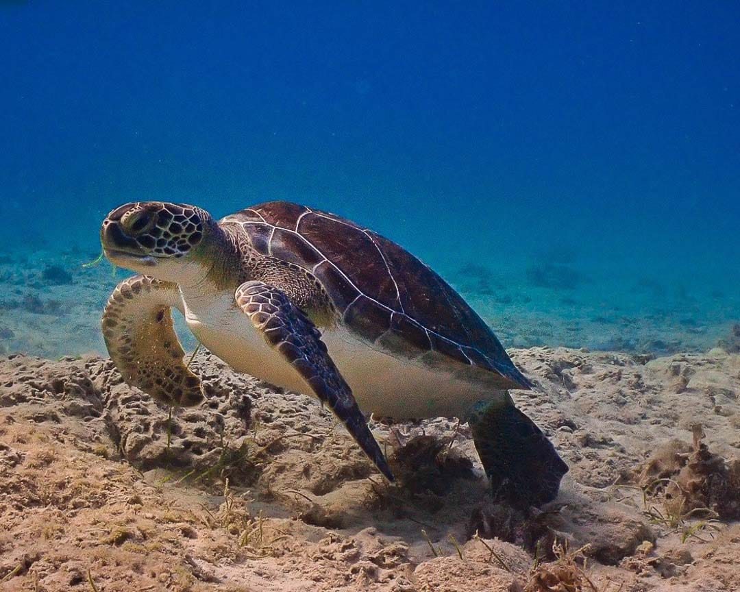 ayia napa green bay schildkoerte