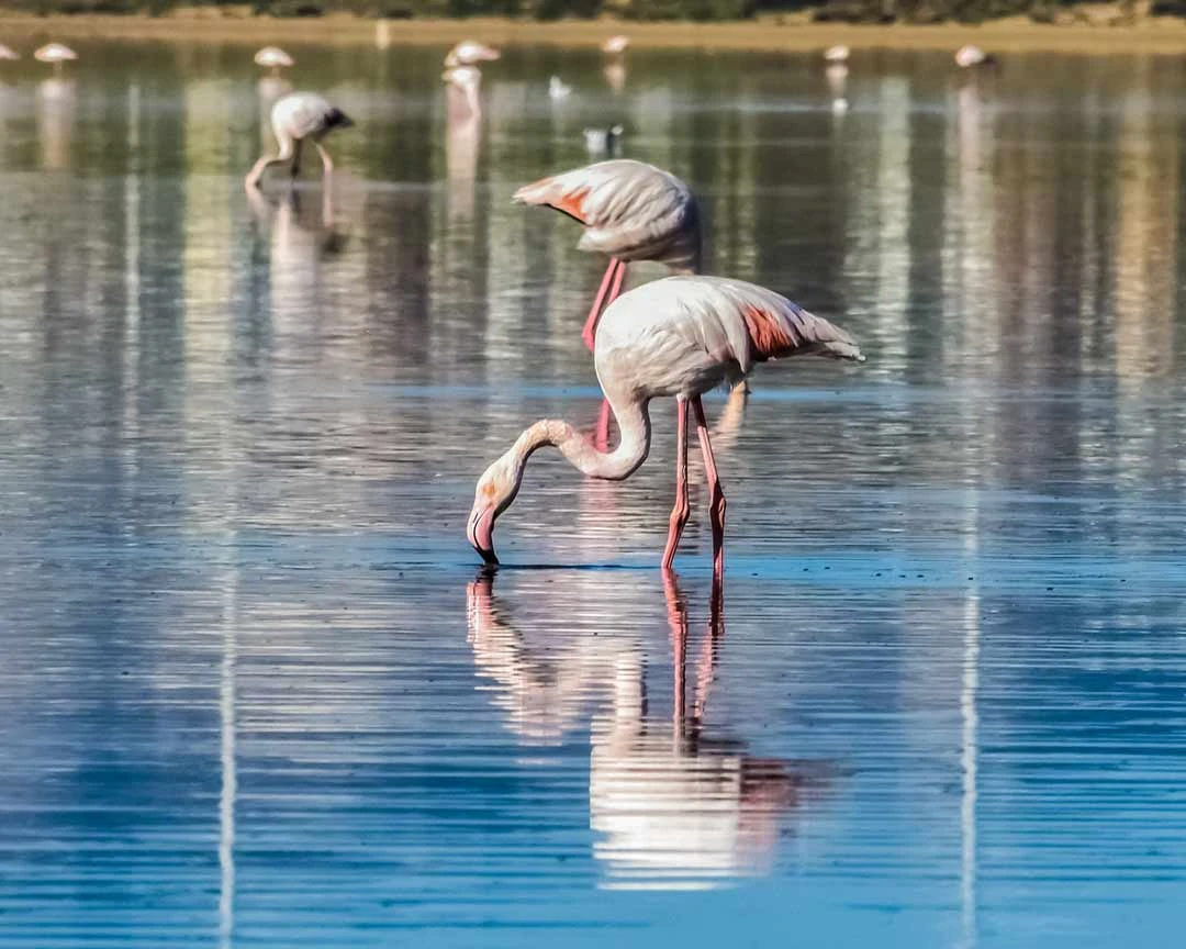 larnaka flamingos salzsee