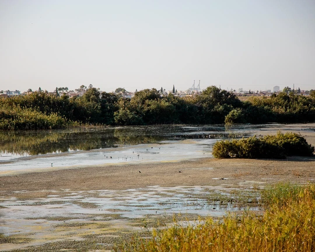 larnaka oroklini lake