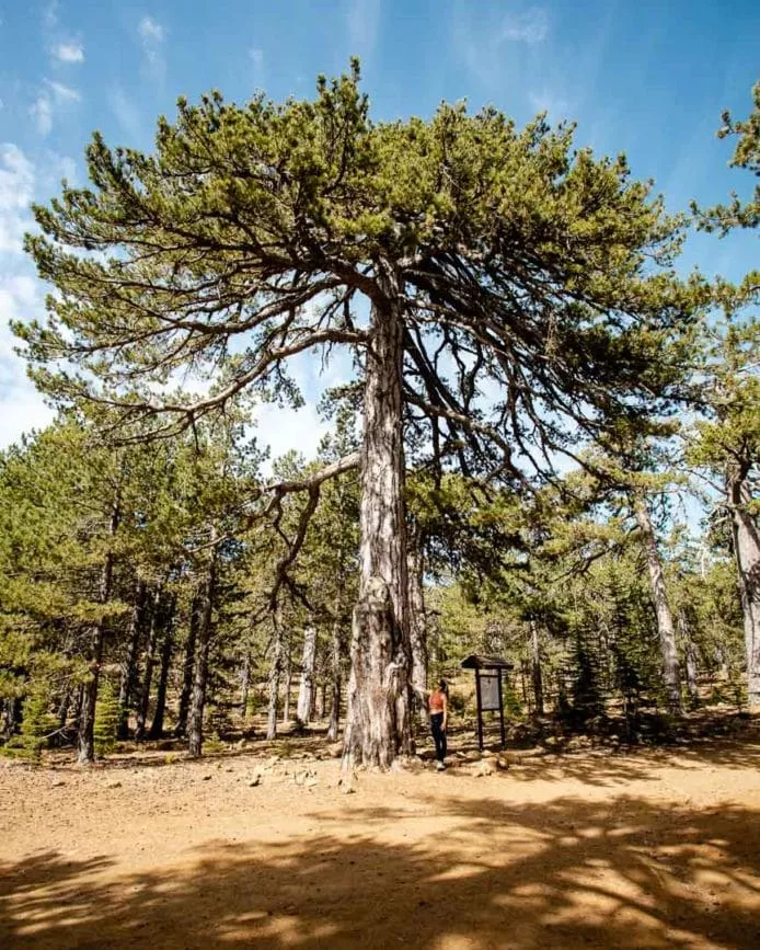 troodos gebirge artemis trail pinienbaum