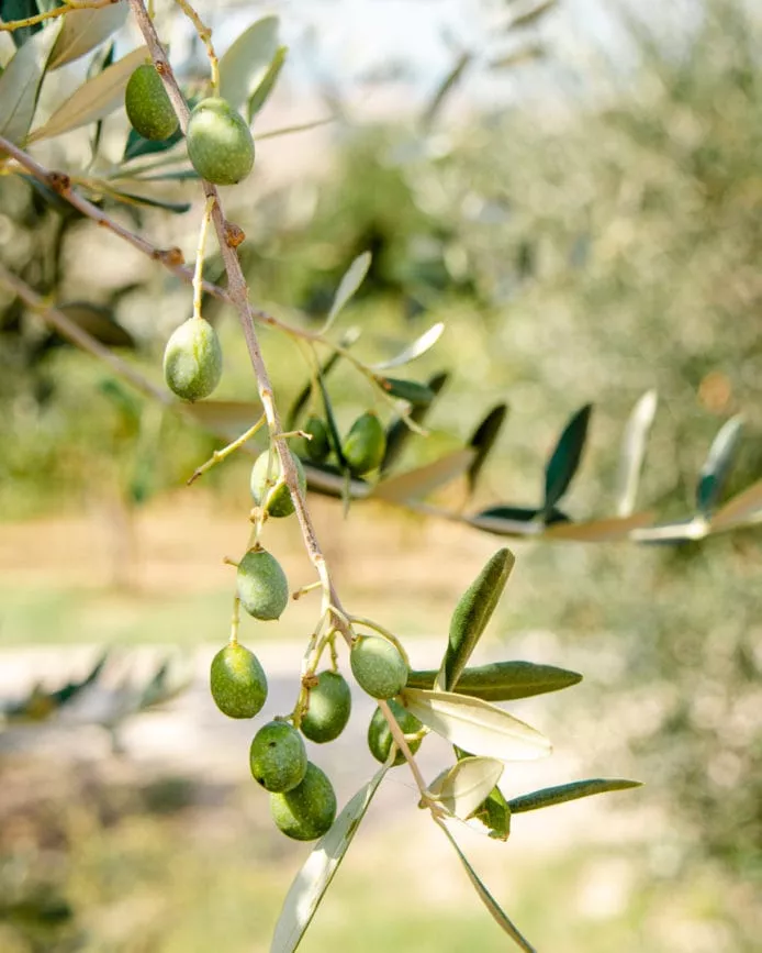 chianti toskana oliven Chianti Toskana Oliven