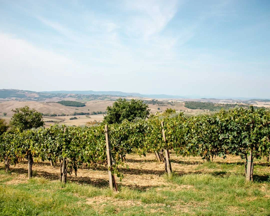 chianti toskana weinreben Chianti Toskana Weinreben