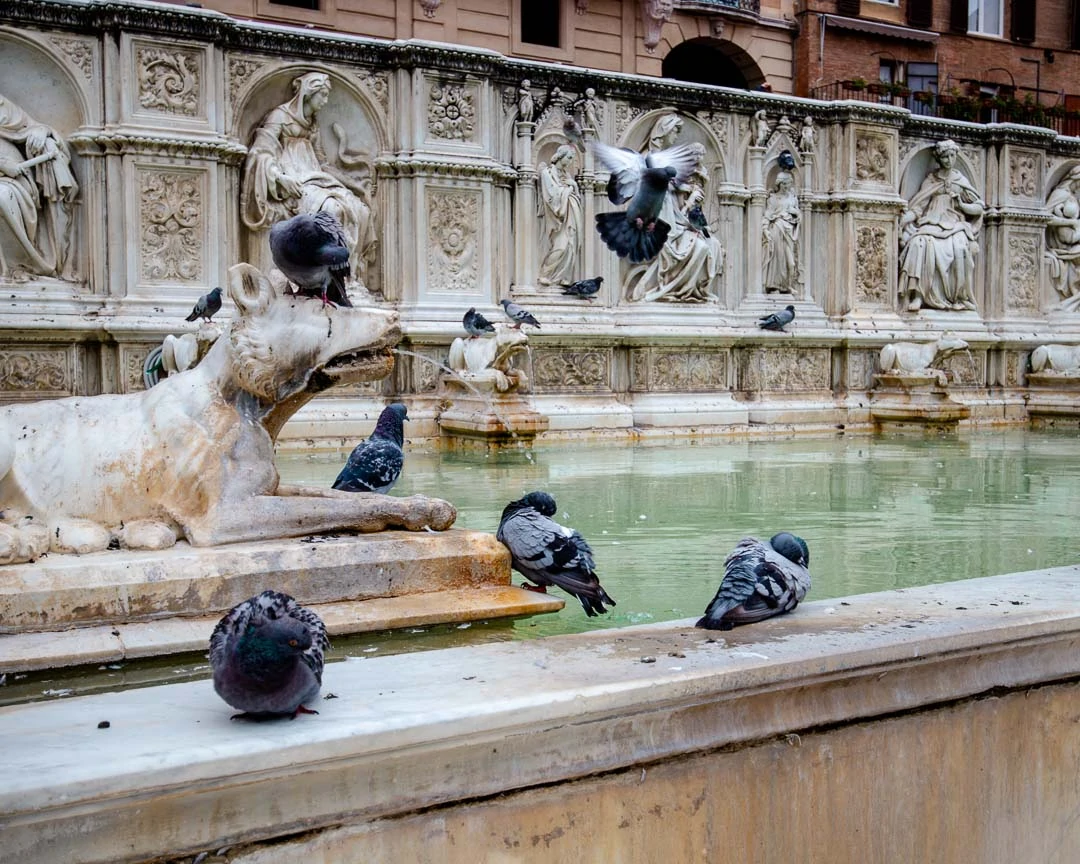 Fonte Gaia Brunnen Siena