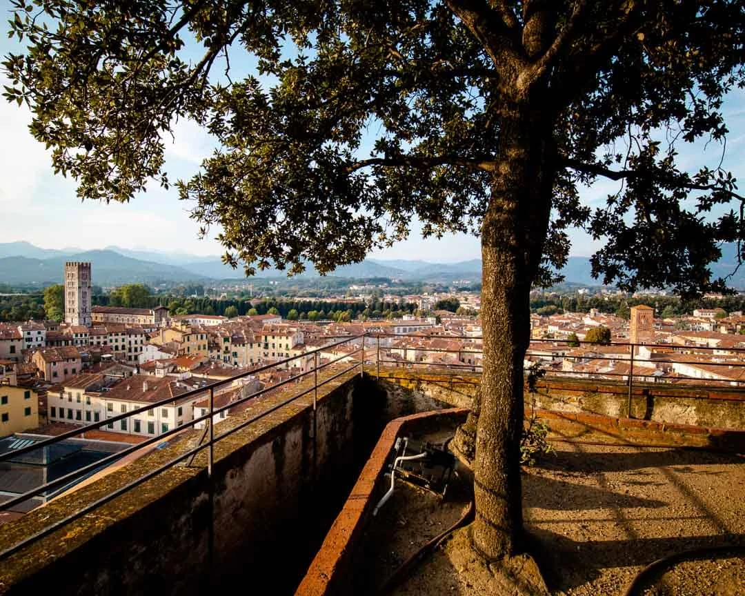 Guinigiturm in Lucca Italien
