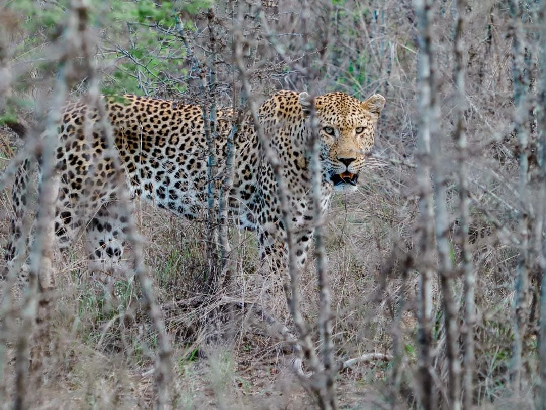 suedafrika safari leopard