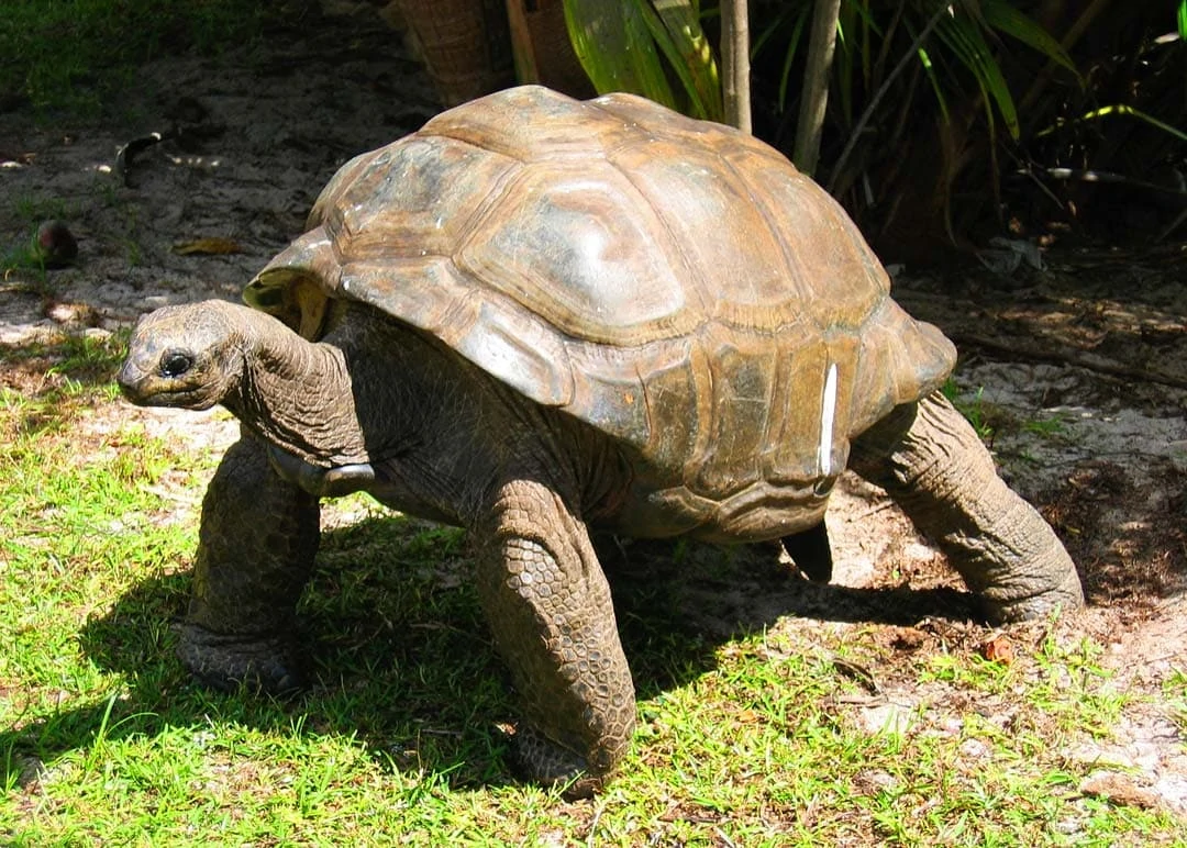 Seychellen1 1 Seychellen1 1