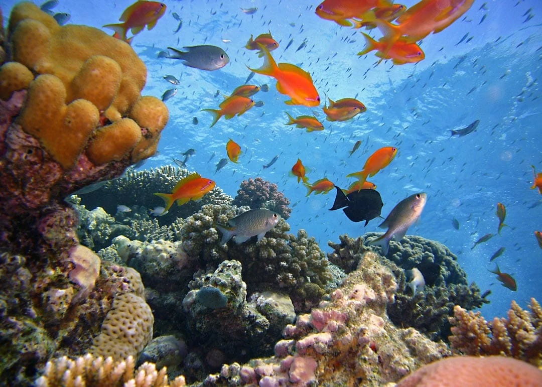 aegypten riff rotes meer aegypten riff rotes meer