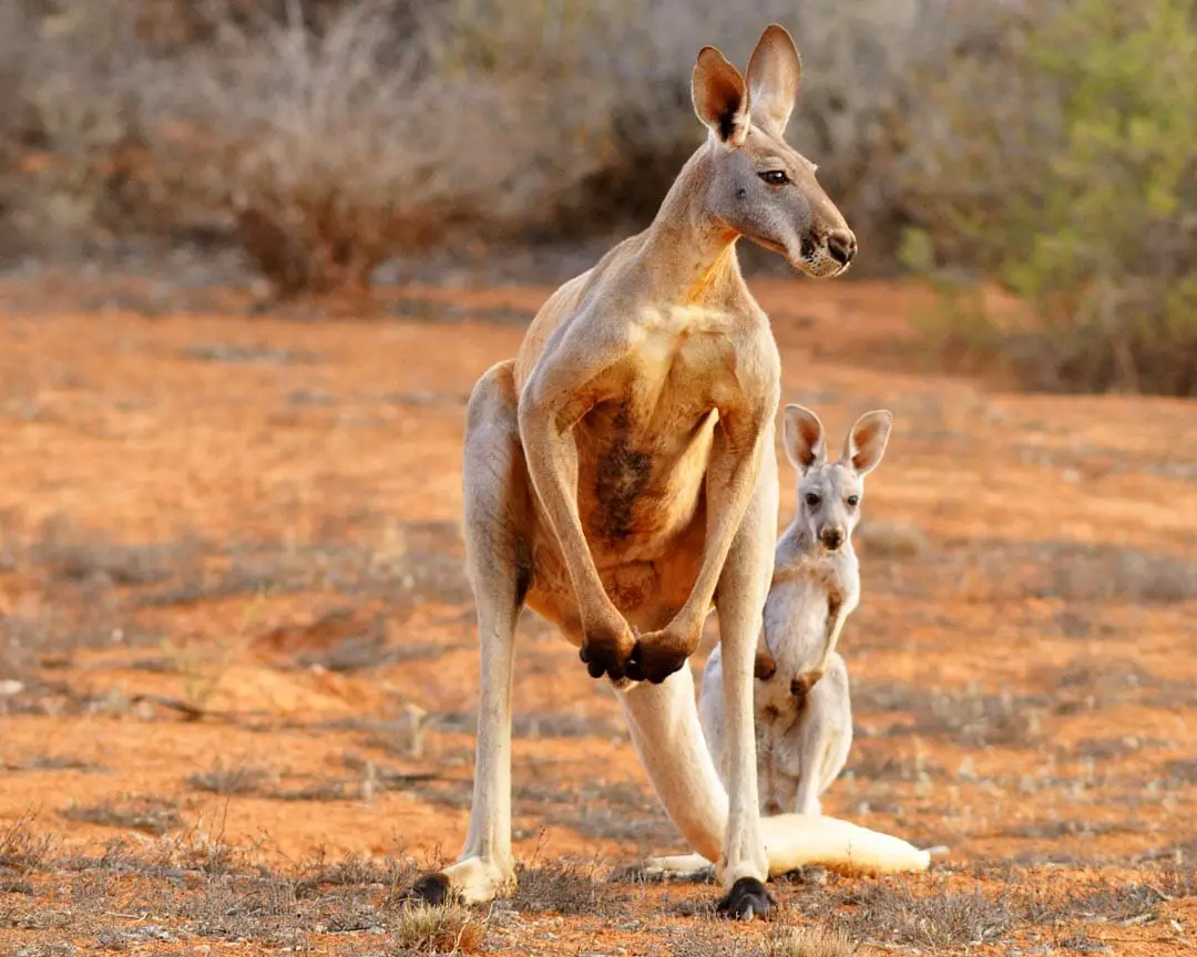Australien_kangaroo