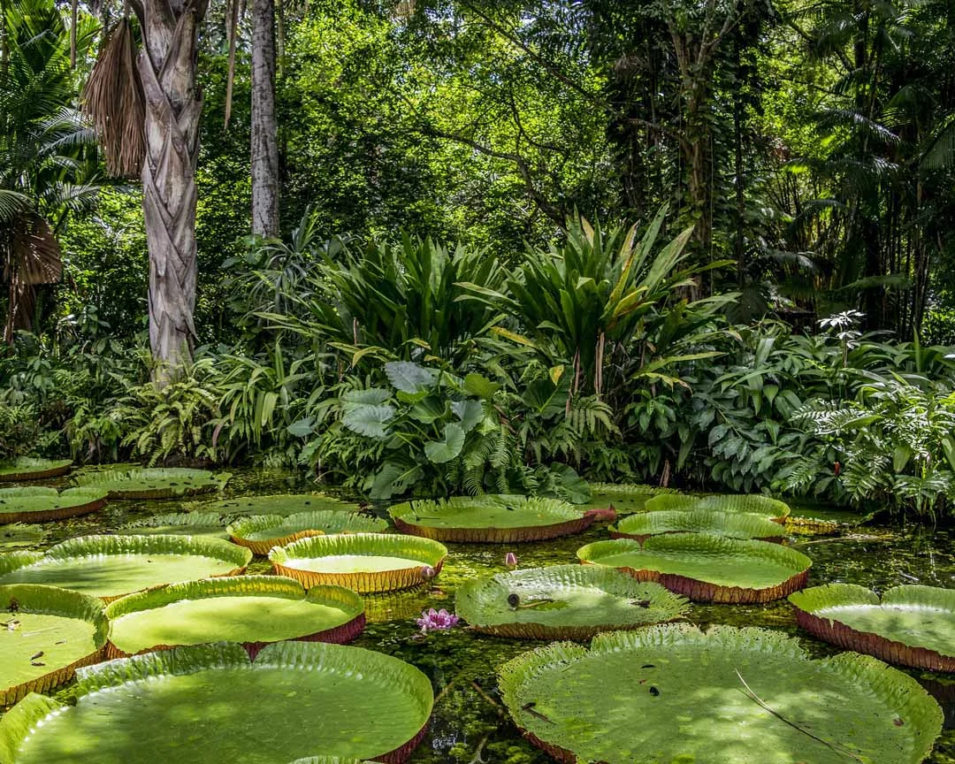 brasilien amazonas brasilien amazonas
