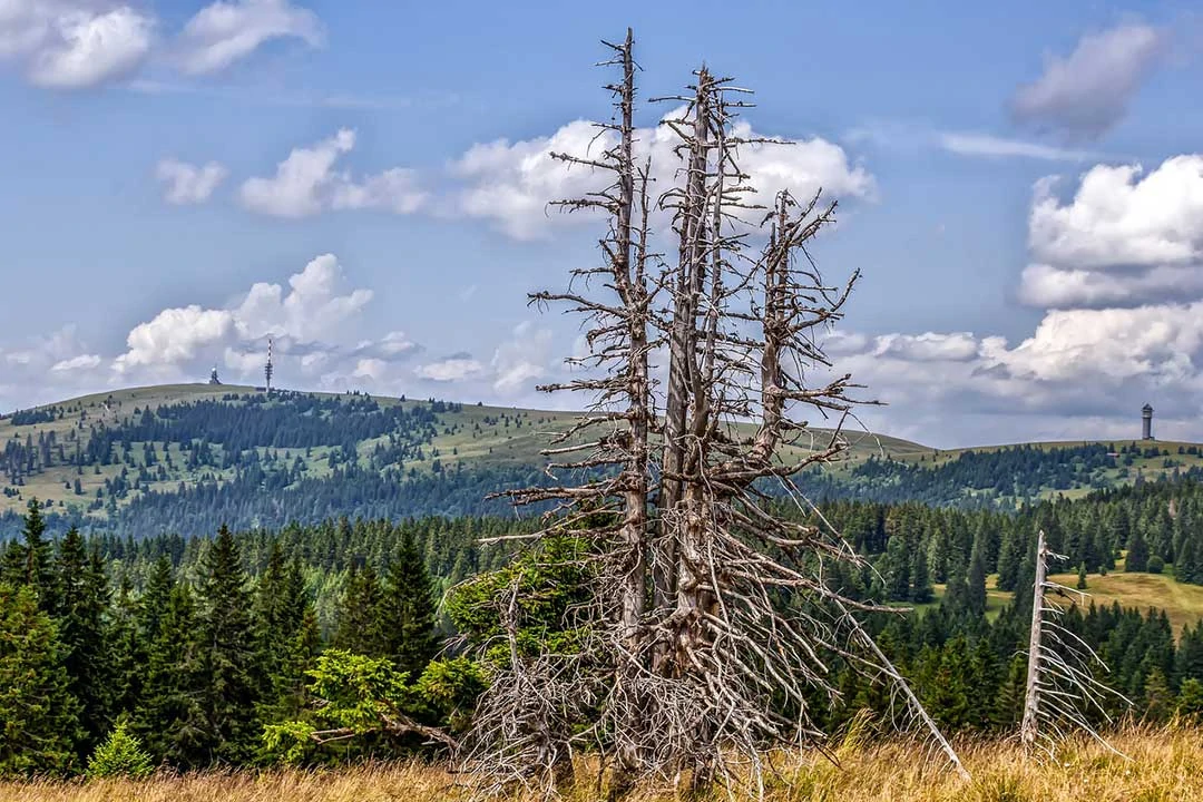 freizeitaktivitaeten deutschland feldberg im schwarzwald