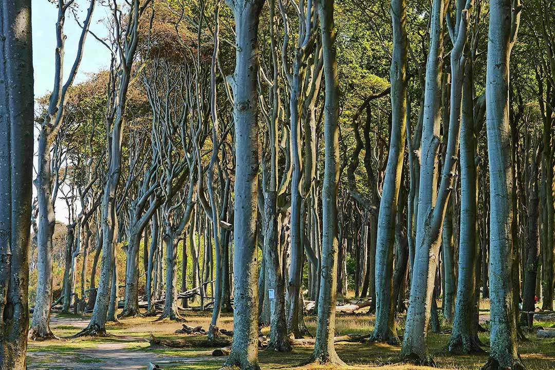 gespensterwald nienhagen