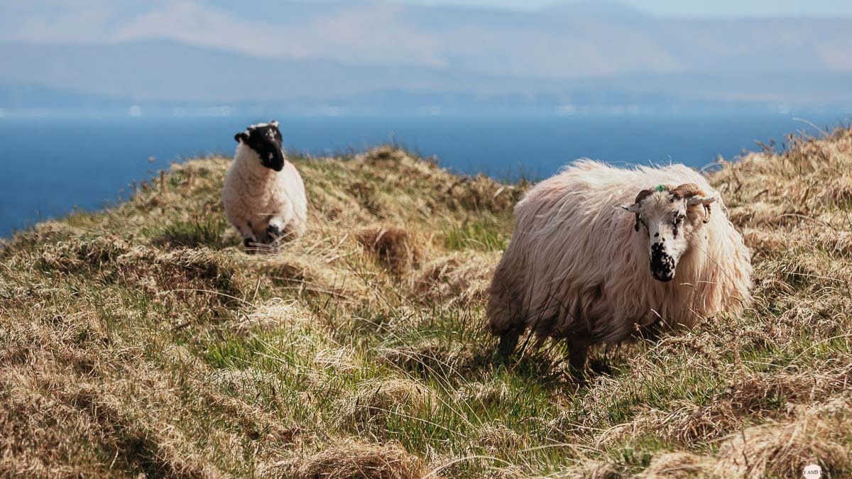 Irland Roadtrip