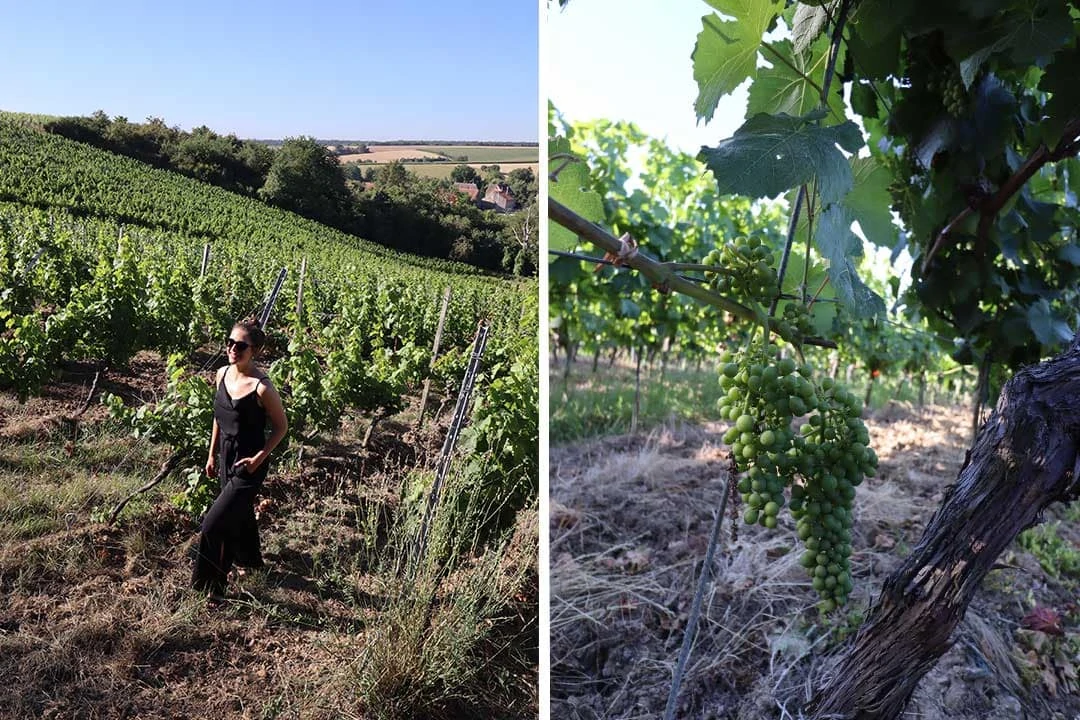 weintour franken freizeitaktivitaet in deutschland