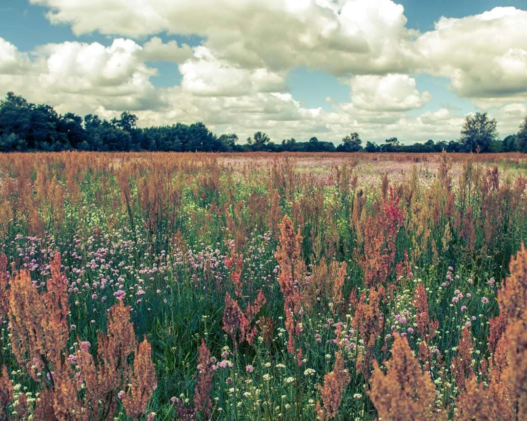 12 Wildblumenwiese seenplatte Ostdeutschland Roadtrip