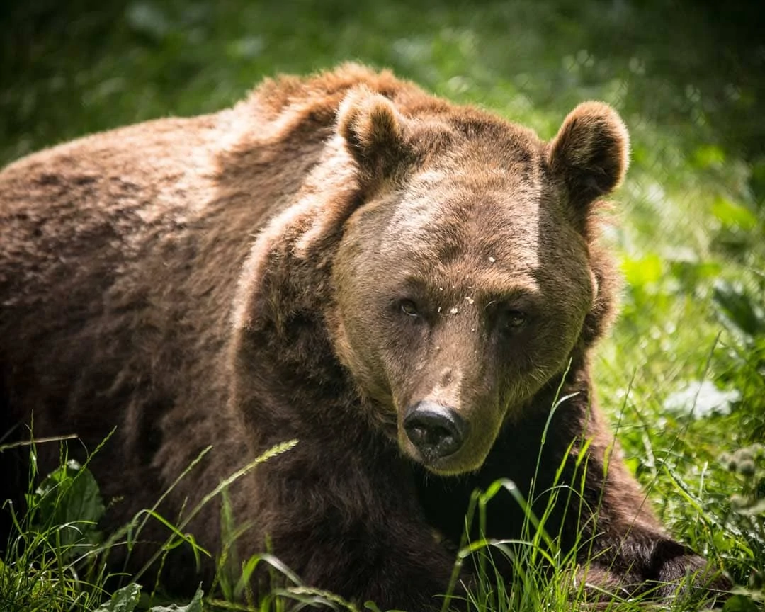 15 Bärenwald Ostdeutschland Roadtrip Route und Tipps