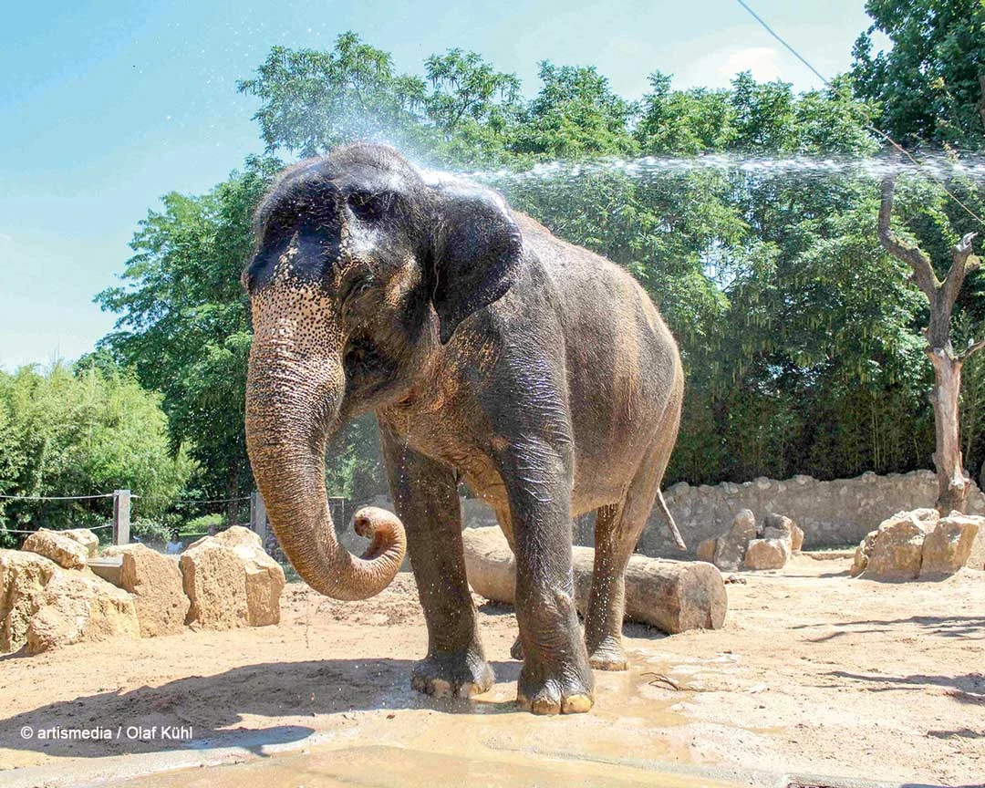 Wilhelma Elefant beim Duschen c artismedia Olaf Kühl