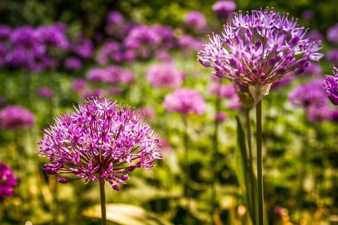 blumen im botanischen garten