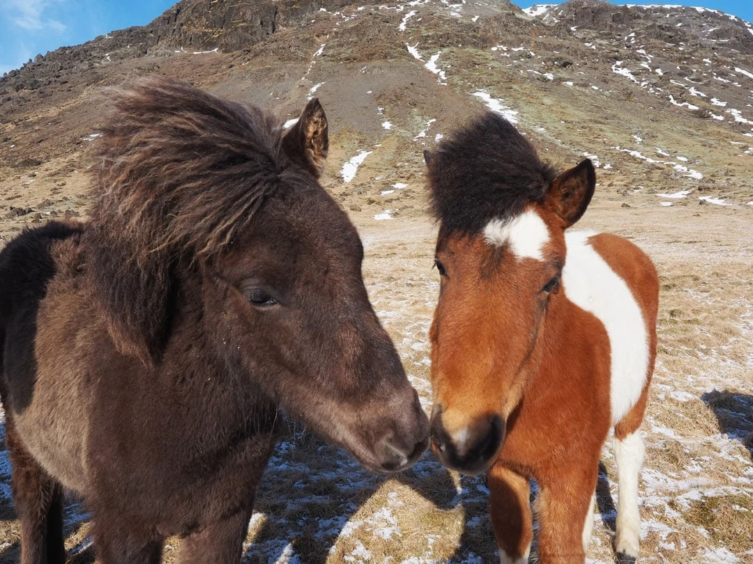 golden circle solheimar pferde