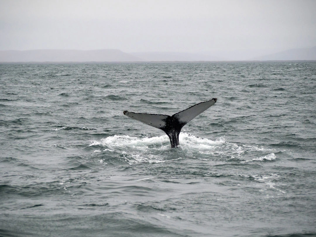 island whale watching husavik