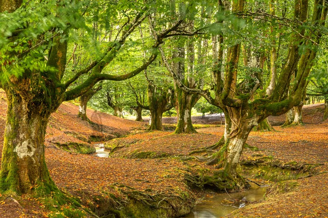 Nordspanien Gorbeia Buchenwald