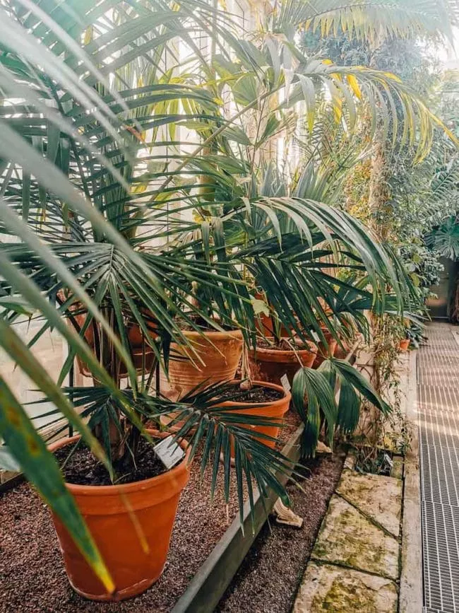 goeteborg palmhuset pflanzen