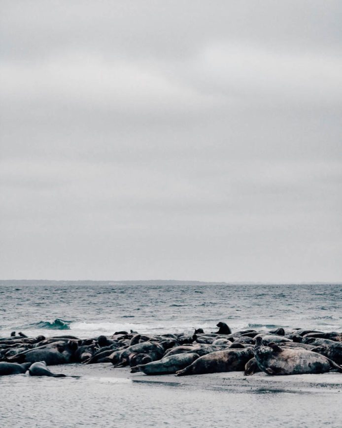 Måkläppen Naturschtzgebiet Seerobben