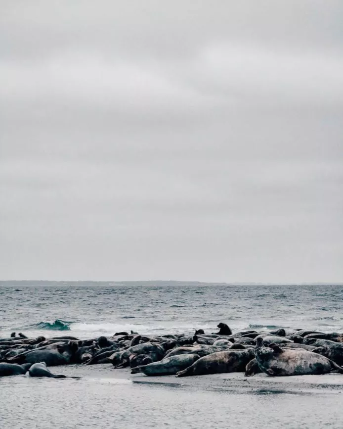 maklaeppen naturschtzgebiet seerobben