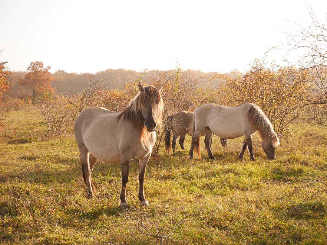 Konikpferde Rödel c Heldt 2