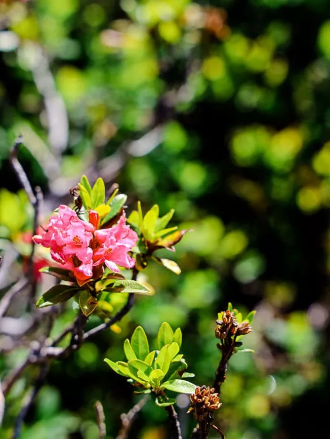 Montafon Wanderungen