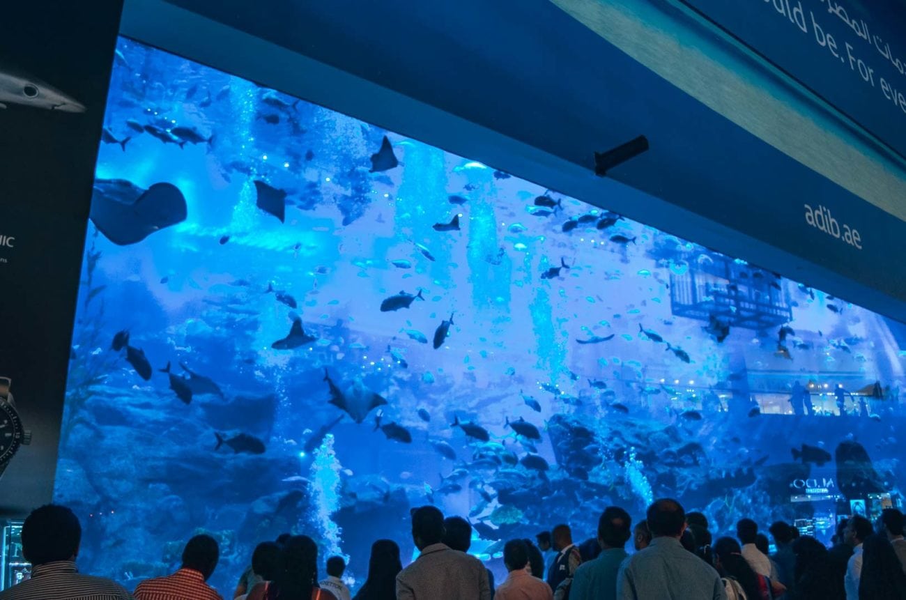 Dubai Sehenswürdigkeiten Dubai Aquarium