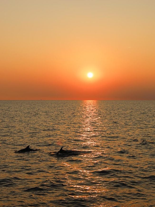 Istrien Delfin Watching 2