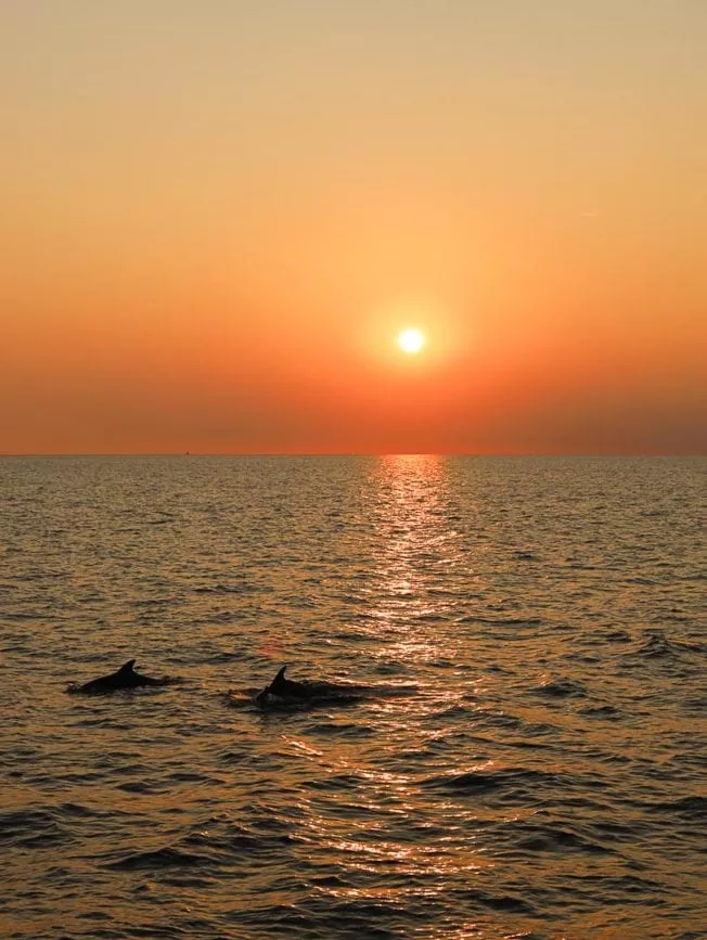 istrien delfin watching 2