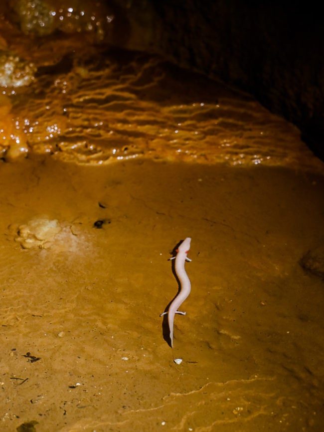Istrien Tropfsteinhöhle Baredine grottenolm