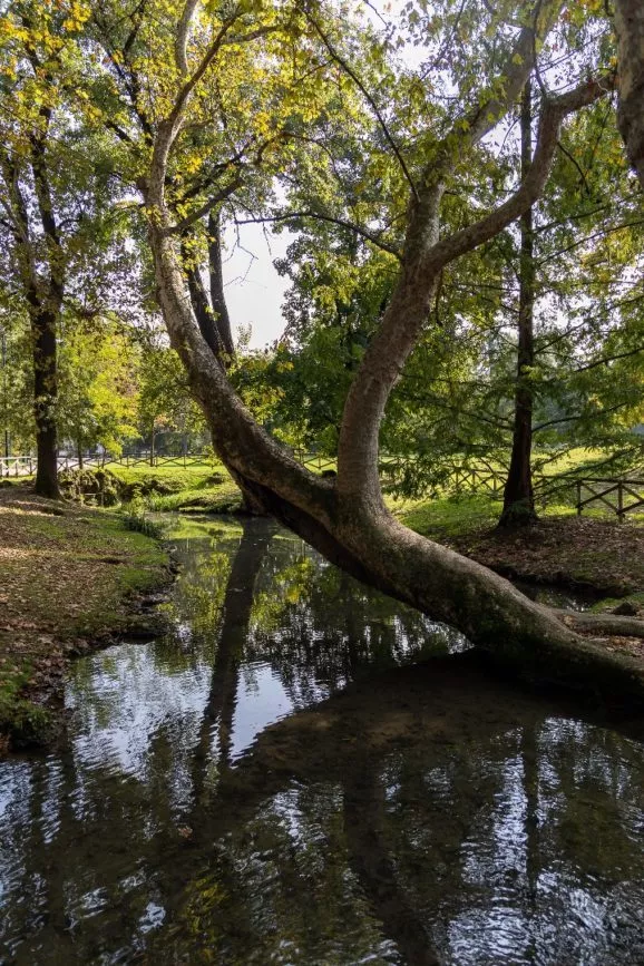 mailand Simplonpark Baum