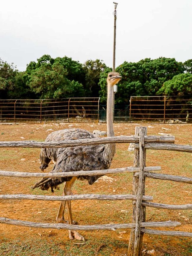 pula Brijuni Nationalpark Strauß