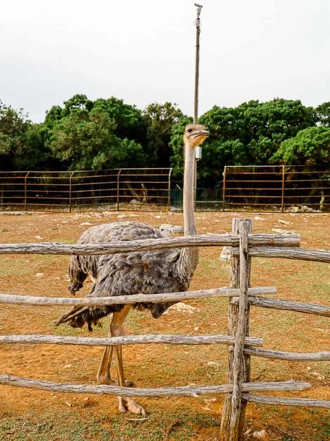 pula Brijuni Nationalpark Strauß